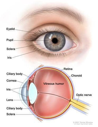 The Eye Anatomy - Awareness - Lash Artisan